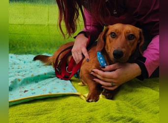 Tekergö, kleiner, feiner Hundemann