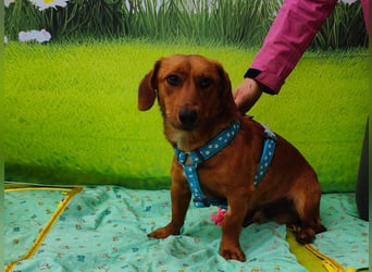 Tekergö, kleiner, feiner Hundemann