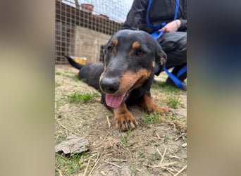 Drazsé wartet auf sein großes Glück