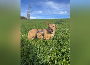 Ginger - Traumhund sucht ihre Familie!