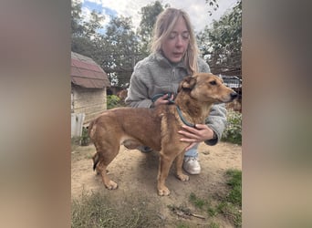 Pityke - wird leider immer übersehen