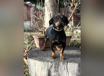 Fortunato - Süßer Dackelmix sucht ein warmes Plätzchen!