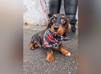 Chip sucht seine Menschen