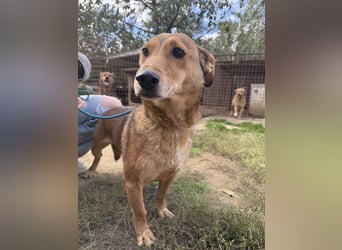 Pityke - wird leider immer übersehen