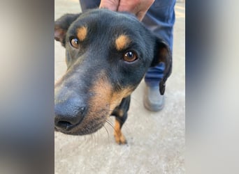 Fortunato - Süßer Dackelmix sucht ein warmes Plätzchen!