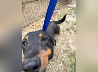 Drazsé wartet auf sein großes Glück