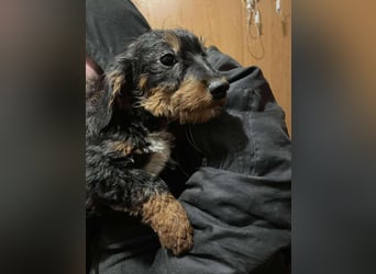 Chip sucht seine Menschen