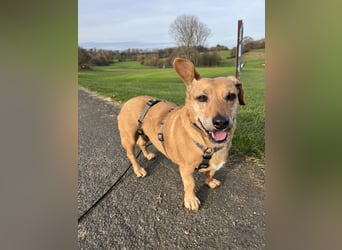 Ginger - Möchte so gerne ihr Zuhause finden!