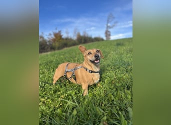 Ginger - Traumhund sucht ihre Familie!