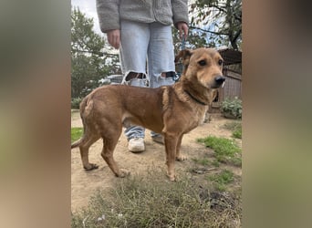 Pityke - wird leider immer übersehen