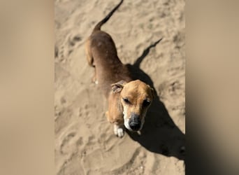 Dumbi , ein kleiner Dackel mit großem Herzen, sucht dich