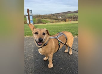Ginger, fröhliche Hundedame