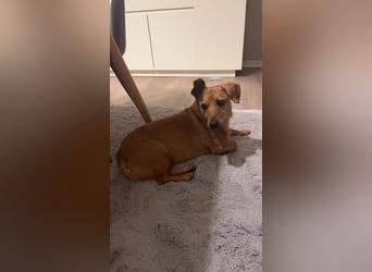 Ginger, wartet in 51580 Reichshof