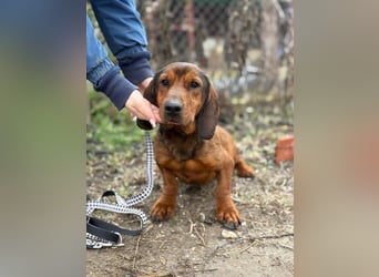 Louis sucht eine Familie