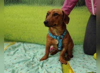 Tekergö, kleiner, feiner Hundemann