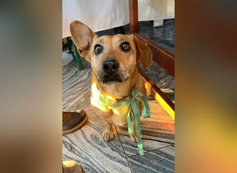 Ginger, wartet in 51580 Reichshof