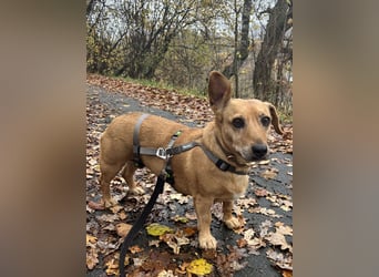 Ginger, fröhliche Hundedame