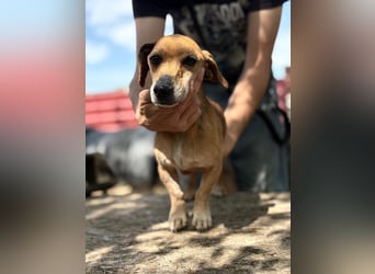 Dumbi , ein kleiner Dackel mit großem Herzen, sucht dich