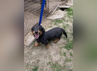 Drazsé wartet auf sein großes Glück