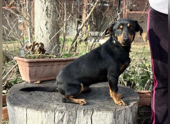 Fortunato - Süßer Dackelmix sucht ein warmes Plätzchen!