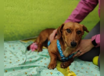 Tekergö, kleiner, feiner Hundemann