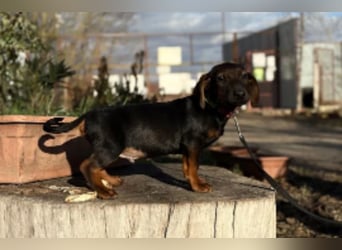 Loik - kleiner süßer Dackelmann