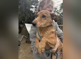 Pityke - wird leider immer übersehen