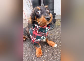 Chip sucht seine Menschen