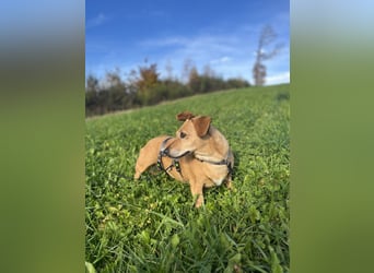 Ginger - Möchte so gerne ihr Zuhause finden!