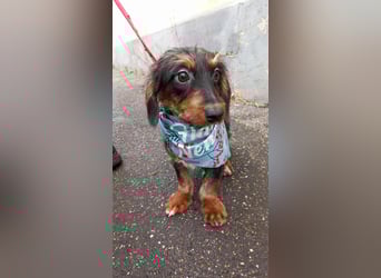 Dale sucht seine Familie