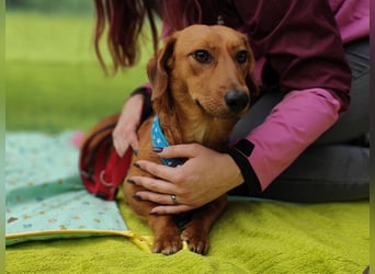 Tekergö, kleiner, feiner Hundemann