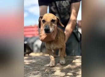 Dumbi , ein kleiner Dackel mit großem Herzen, sucht dich