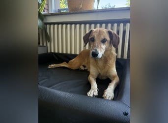 Guszti sucht ein ruhiges Plätzchen