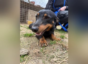 Drazsé wartet auf sein großes Glück