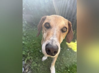 Guszti sucht ein ruhiges Plätzchen
