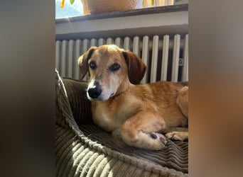 Guszti sucht ein ruhiges Plätzchen