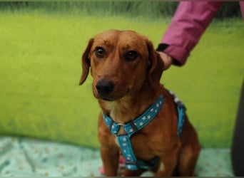 Tekergö, kleiner, feiner Hundemann