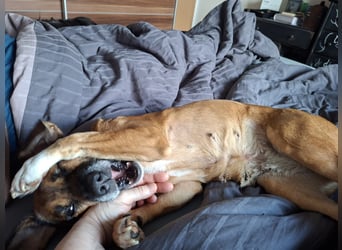 RAYA ❤️ Dackel Mix Herzchen, Pflegefamilie Kranenburg