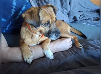 RAYA ❤️ Dackel Mix Herzchen, Pflegefamilie Kranenburg