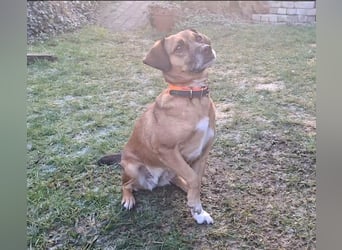 RAYA ❤️ Dackel Mix Herzchen, Pflegefamilie Kranenburg