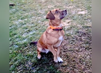 RAYA ❤️ Dackel Mix Herzchen, Pflegefamilie Kranenburg