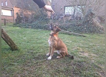 RAYA ❤️ Dackel Mix Herzchen, Pflegefamilie Kranenburg