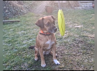 RAYA ❤️ Dackel Mix Herzchen, Pflegefamilie Kranenburg