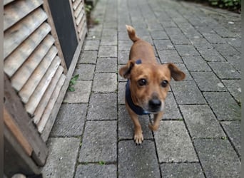 HUMO ❤️ fantastischer Knilch, Pflegefamilie Kranenburg