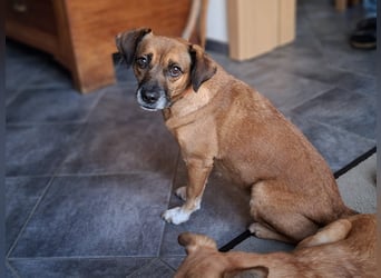 RAYA ❤️ Dackel Mix Herzchen, Pflegefamilie Kranenburg