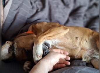 RAYA ❤️ Dackel Mix Herzchen, Pflegefamilie Kranenburg