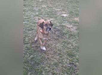 RAYA ❤️ Dackel Mix Herzchen, Pflegefamilie Kranenburg