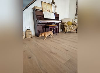 HUMO ❤️ fantastischer Knilch, Pflegefamilie Kranenburg