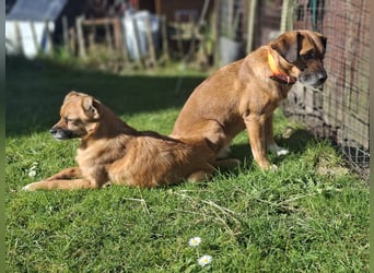 RAYA ❤️ Dackel Mix Herzchen, Pflegefamilie Kranenburg