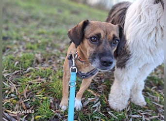RAYA ❤️ Dackel Mix Herzchen, Pflegefamilie Kranenburg